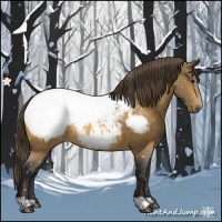 Horse Color:Buckskin Appaloosa