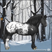 Horse Color:Black Appaloosa 