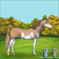 Horse Color:Chestnut Splash 