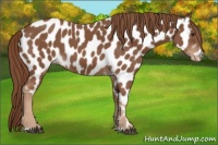 Horse Color:Chestnut Appaloosa 