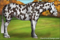 Horse Color:Liver Chestnut Sabino Splash Appaloosa 