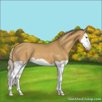 Horse Color:Palomino Splash Appaloosa 