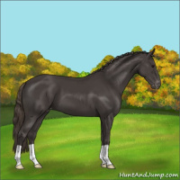 Horse Color:Smoky Black Varnish 