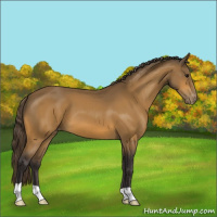Horse Color:Buckskin Varnish 