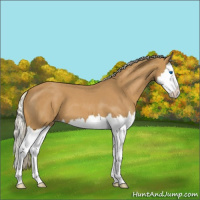 Horse Color:Palomino Roan Splash Appaloosa 