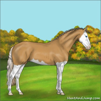 Horse Color:Palomino Splash Appaloosa 