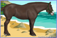 Horse Color:Liver Chestnut Frame 