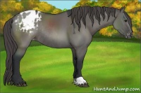 Horse Color:Grullo Varnish Rabicano 