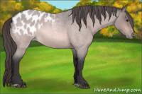 Horse Color:Platinum Buckskin Roan Sabino Appaloosa 