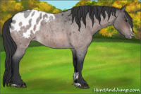 Horse Color:Platinum Brown Roan Sabino Appaloosa