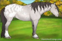 Horse Color:Platinum Amber Champagne Roan Sabino Blanket 