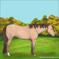 Horse Color:Amber Champagne 