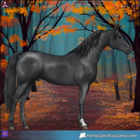 Horse Color:Black 