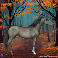 Horse Color:Grullo 