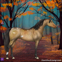 Horse Color:Buckskin Dun 
