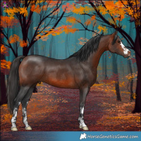 Horse Color:White Spotted Bay 