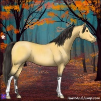 Horse Color:Buckskin 