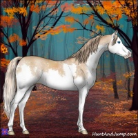 Horse Color:Chestnut Splash 