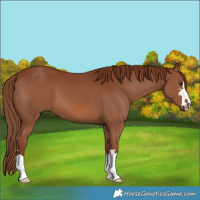 Horse Color:Chestnut 