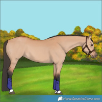Horse Color:Bay Dun