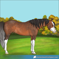 Horse Color:Bay Splash 