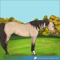 Horse Color:Bay Dun