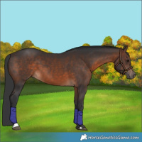 Horse Color:Brown 