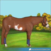 Horse Color:Chestnut Frame