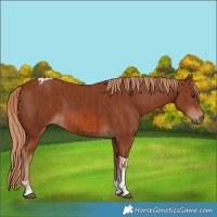 Horse Color:Chestnut  and Chestnut Tobiano 