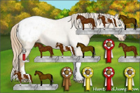 Horse Color:Perlino Appaloosa