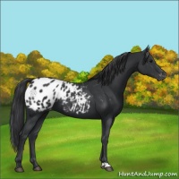 Horse Color:Black Appaloosa 
