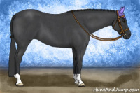 Horse Color:Blue Roan 