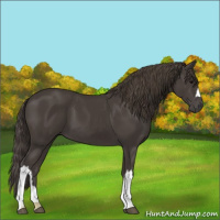 Horse Color:Smoky Black 