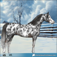 Horse Color:Gray Liver Chestnut Sabino Splash Near Leopard  and Gray Liver Chestnut Sabino Splash Near Leopard Rabicano 