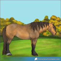 Horse Color:Buckskin 