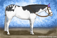 Horse Color:Black Splash Appaloosa 