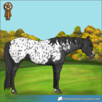 Horse Color:Black Appaloosa 