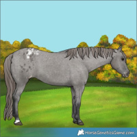 Horse Color:Grullo Varnish 