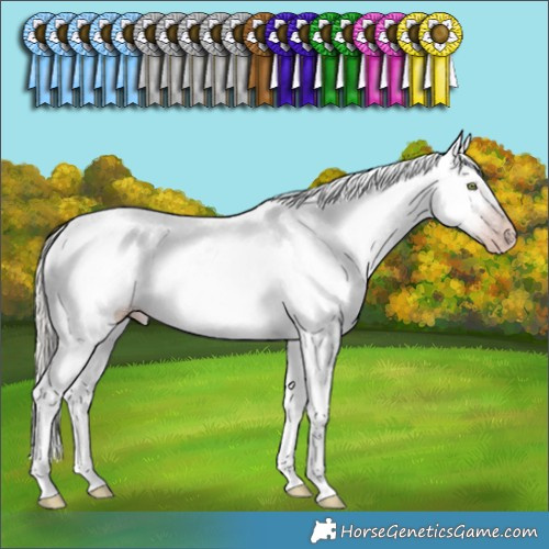 Horse Color:Gray White Spotted Silver Amber Champagne Appaloosa Rabicano 