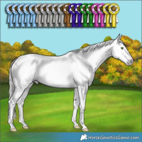 Horse Color:Gray White Spotted Silver Amber Champagne Appaloosa Rabicano 