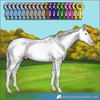 Horse Color:Gray White Spotted Silver Amber Champagne Appaloosa Rabicano 
