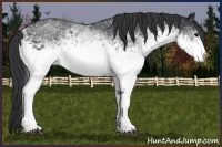 Horse Color:White Spotted Black 