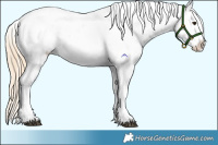 Horse Color:Red Dun Appaloosa  and Gold Champagne Dun Appaloosa 