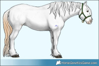 Horse Color:Red Dun Appaloosa and White Spotted Red Dun Appaloosa