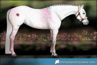 Horse Color:Gray White Spotted Liver Red Dun