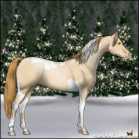 Horse Color:Red Dun Pearl Tobiano 