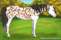 Horse Color:Bay Splash Appaloosa 