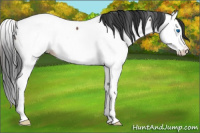 Horse Color:Bay Roan Splash Fewspot Rabicano 