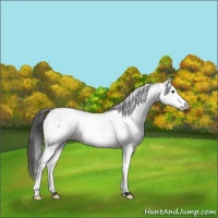 Horse Color:White Spotted Bay