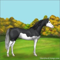 Horse Color:Black Splash 